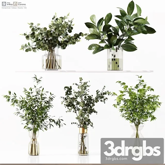 Collection indoor plants 034