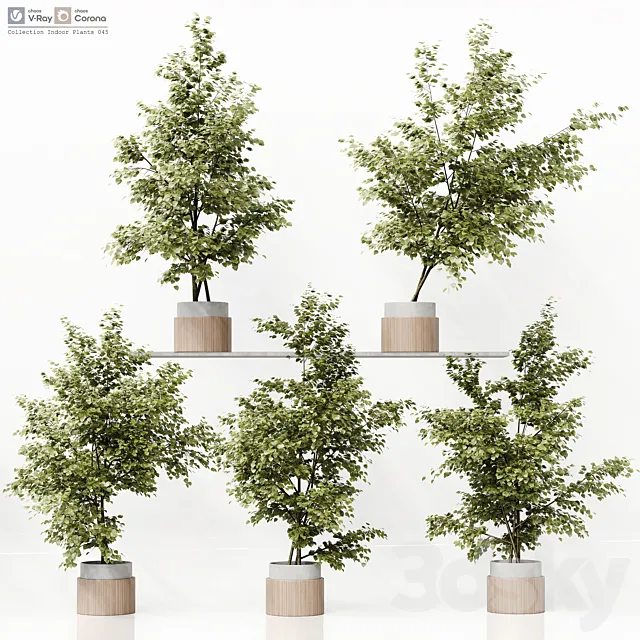 Collection Indoor Plants 045 3D Model