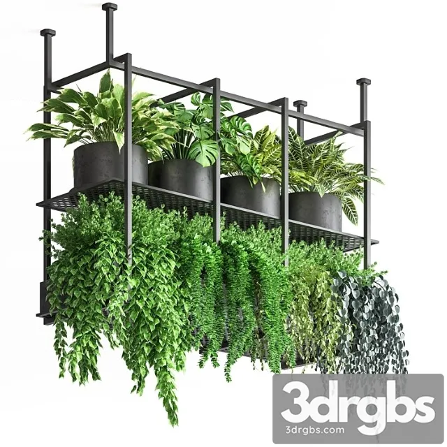 Collection indoor plants hanging pot metal 01 Collection indoor plants hanging pot metal 01