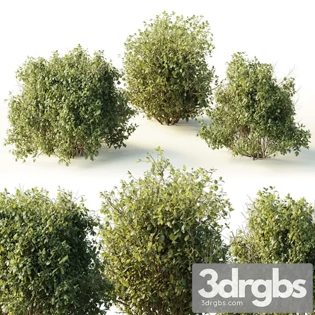 Collection Mixed Plants Bush Shrubs Set 04 3D Model Download