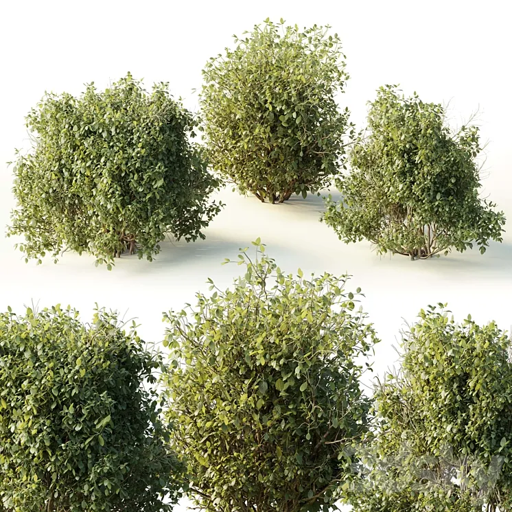 Collection mixed plants bush_shrubs set 04 3D Model Free Download Collection mixed plants bush_shrubs set 04 3D Model Free Download