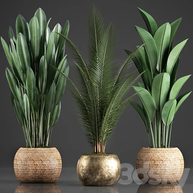 Collection of 360 plants. Banana. coconut tree. strelitzia. basket. rattan. indoor plants. strelitzia. eco design 3DModel Collection of 360 plants. Banana. coconut tree. strelitzia. basket. rattan. indoor plants. strelitzia. eco design 3DModel