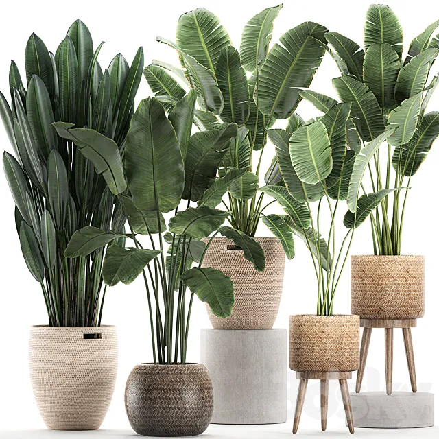 Collection of banana palms in wicker baskets rattan with Banana strelitzia ravenala. Set 615. 3D Model Collection of banana palms in wicker baskets rattan with Banana strelitzia ravenala. Set 615. 3D Model