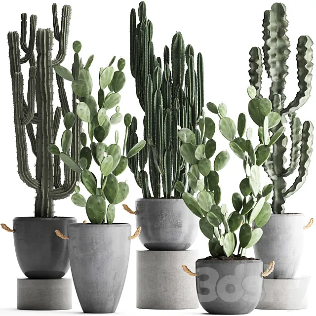 Collection of beautiful cacti in modern concrete pots and vases with Cereus. Prickly pear. indoor plants. outdoor. desert plants. Set 386. 3DModel Collection of beautiful cacti in modern concrete pots and vases with Cereus. Prickly pear. indoor plants. outdoor. desert plants. Set 386. 3DModel