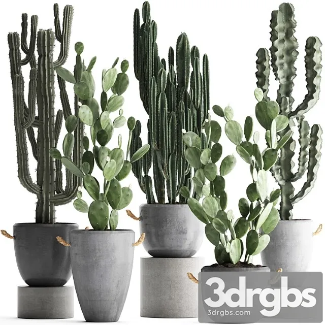 Collection of beautiful cacti in modern concrete pots and vases with cereus, prickly pear, indoor plants, outdoor, desert plants. set 386. Collection of beautiful cacti in modern concrete pots and vases with cereus, prickly pear, indoor plants, outdoor, desert plants. set 386.