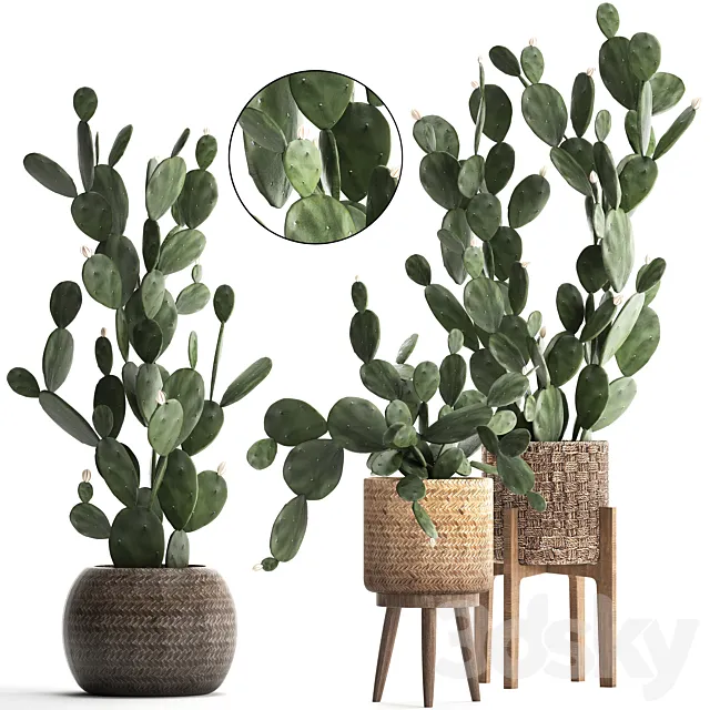 Collection of beautiful little cacti in pots rattan baskets with Prickly pear cactus. Prickly pear. Set 397. 3DModel Collection of beautiful little cacti in pots rattan baskets with Prickly pear cactus. Prickly pear. Set 397. 3DModel