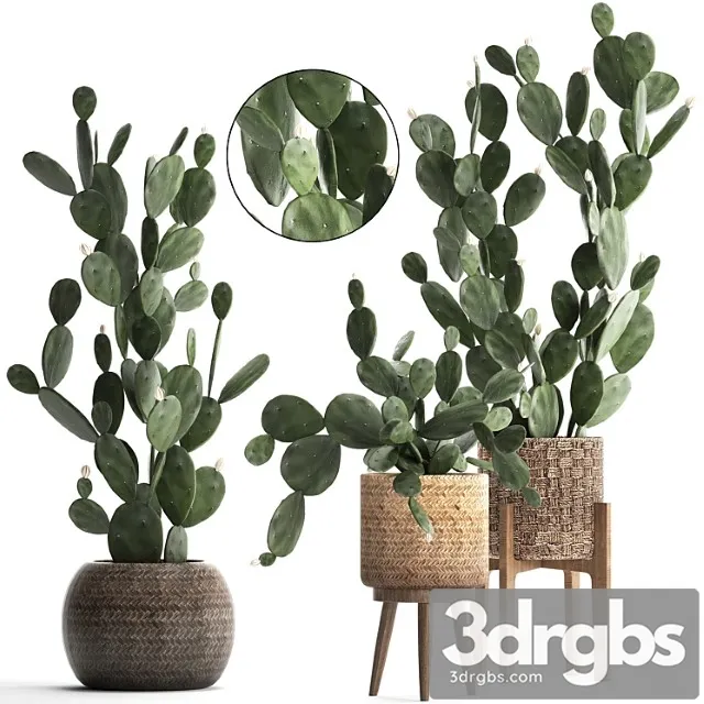 Collection of beautiful little cacti in pots rattan baskets with prickly pear cactus, prickly pear. set 397. Collection of beautiful little cacti in pots rattan baskets with prickly pear cactus, prickly pear. set 397.