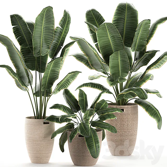Collection of beautiful lush plants in baskets with strelitzia banana palm ravenala. Set 591. 3D Model Collection of beautiful lush plants in baskets with strelitzia banana palm ravenala. Set 591. 3D Model