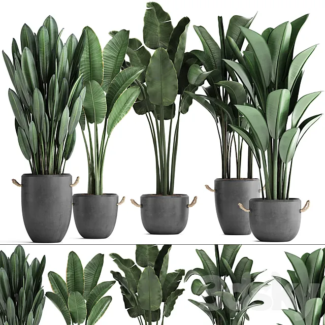 Collection of beautiful plants for the corner with banana palm in black modern concrete pots with Strelitzia. ravenala. Set 419. 3DModel