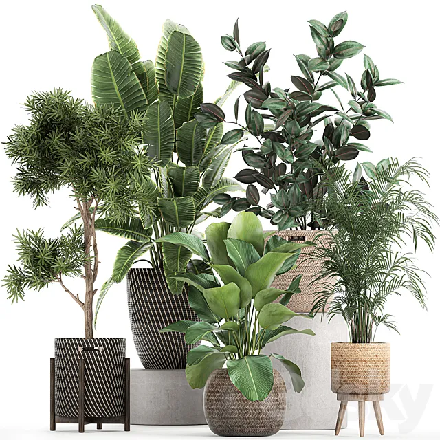 Collection of beautiful plants in baskets with tree. palm. banana. Strelitzia. Hovea. ficus abidjan. Set 752. 3DModel