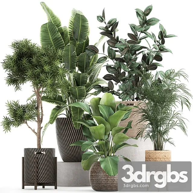 Collection of beautiful plants in baskets with tree, palm, banana, strelitzia, hovea, ficus abidjan. set 752. Collection of beautiful plants in baskets with tree, palm, banana, strelitzia, hovea, ficus abidjan. set 752.