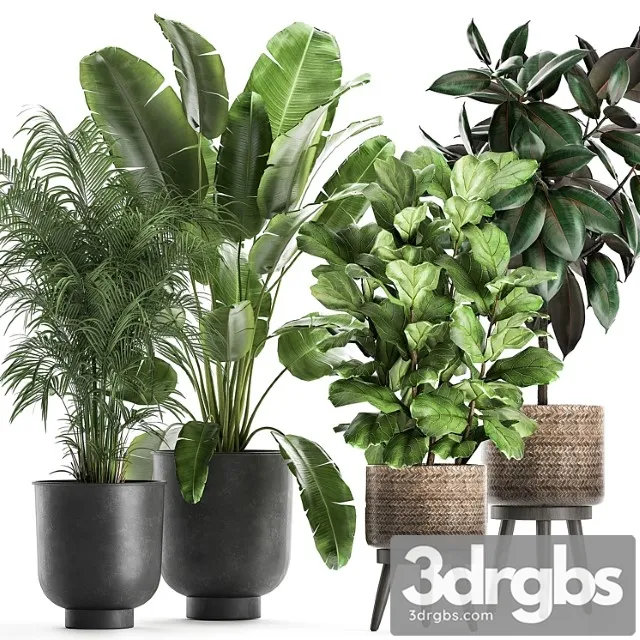 Collection of beautiful plants in black pots and baskets with palm hovea, strelitzia, ficus, tree, elastic, abidjan. set 860. Collection of beautiful plants in black pots and baskets with palm hovea, strelitzia, ficus, tree, elastic, abidjan. set 860.