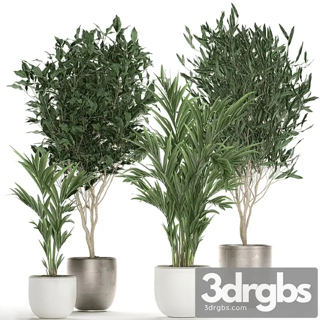 Collection of beautiful plants in stylish white pots with ficus binnendiyka, ali, tree, palm. set 695. Collection of beautiful plants in stylish white pots with ficus binnendiyka, ali, tree, palm. set 695.