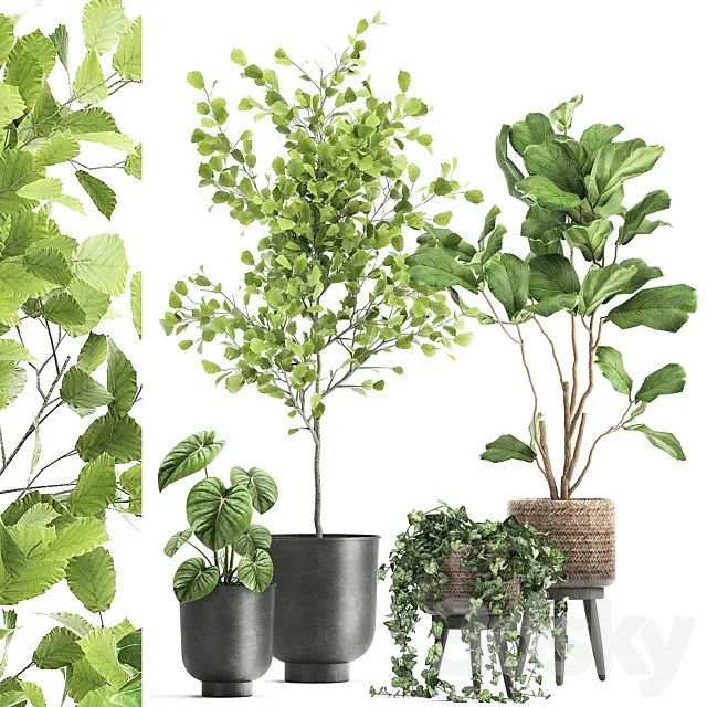 Collection of beautiful potted plants with ficus. Lirata. Philodendron. Ivy trees. Set 1044. 3DModel Collection of beautiful potted plants with ficus. Lirata. Philodendron. Ivy trees. Set 1044. 3DModel