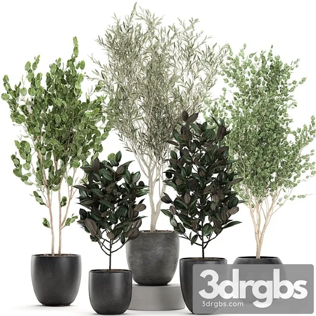 Collection of beautiful small trees in black pots with olive tree, ficus abidjan. set 695. Collection of beautiful small trees in black pots with olive tree, ficus abidjan. set 695.