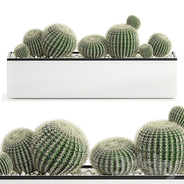 Collection of cacti in a white flowerpot flowerbed with echinocactus. round cactus. Barrel cactus. Set 583. 3DModel Collection of cacti in a white flowerpot flowerbed with echinocactus. round cactus. Barrel cactus. Set 583. 3DModel