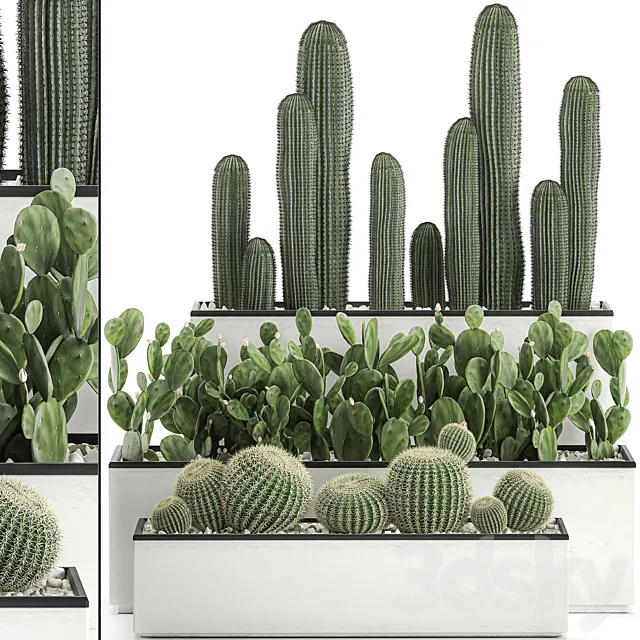 Collection of cacti in white pots Prickly pear Barrel cactus Echinocactus desert plants Garden Prickly pear. Set 578. 3D Model Collection of cacti in white pots Prickly pear Barrel cactus Echinocactus desert plants Garden Prickly pear. Set 578. 3D Model