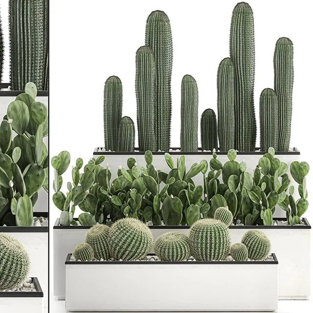Collection of cacti in white pots Set 578 3D Model Collection of cacti in white pots Set 578 3D Model