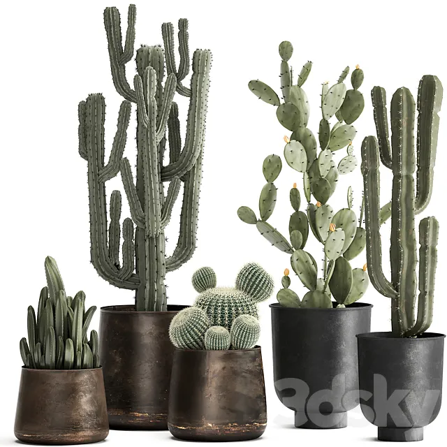Collection of Cacti plants in metal rusty pots of Prickly pear. Carnegie. round cactus. Set 992. 3DModel Collection of Cacti plants in metal rusty pots of Prickly pear. Carnegie. round cactus. Set 992. 3DModel