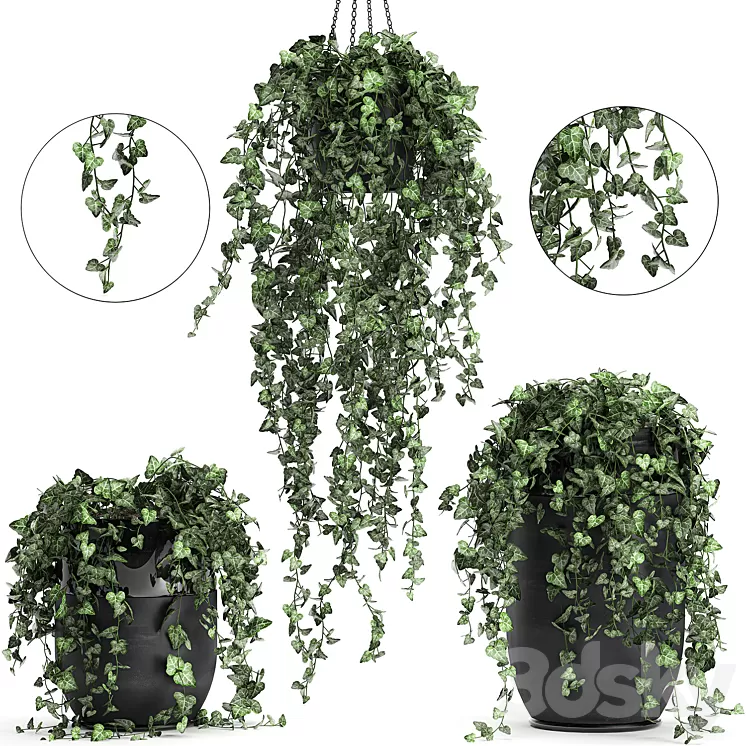 Collection of climbing and hanging plants in black pots ivy suspension. Set 725. 3D Model Collection of climbing and hanging plants in black pots ivy suspension. Set 725. 3D Model