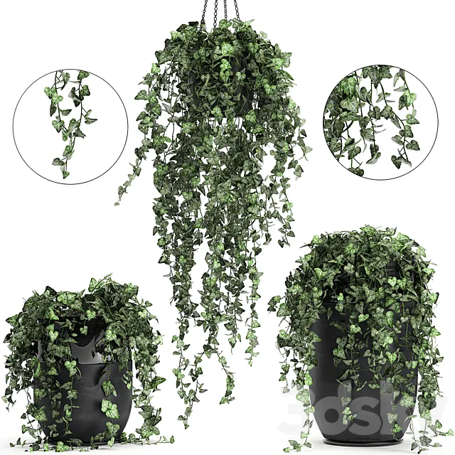 Collection of climbing and hanging plants in black pots ivy. suspension. Set 725. 3DModel