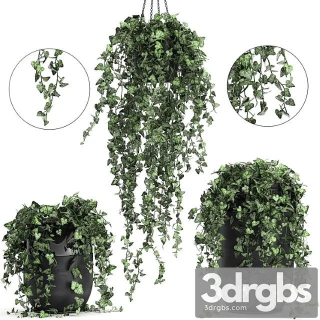 Collection of climbing and hanging plants in black pots ivy, suspension. set 725. Collection of climbing and hanging plants in black pots ivy, suspension. set 725.