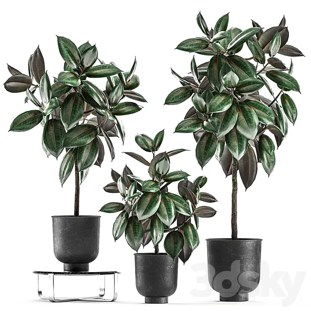 Collection of decorative small trees in black pots Ficus Abidjan robusta elastica. Set 848. 3D Model