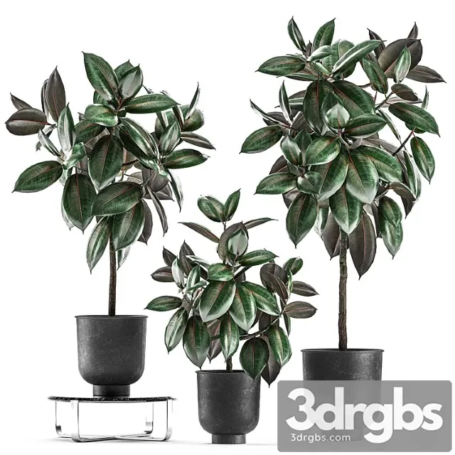 Collection of decorative small trees in black pots ficus abidjan, robusta, elastica. set 848. Collection of decorative small trees in black pots ficus abidjan, robusta, elastica. set 848.