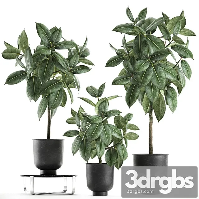 Collection of Decorative Small Trees in Black Pots Rubber Ficus Robusta Eraser Set 850 3D Model Download