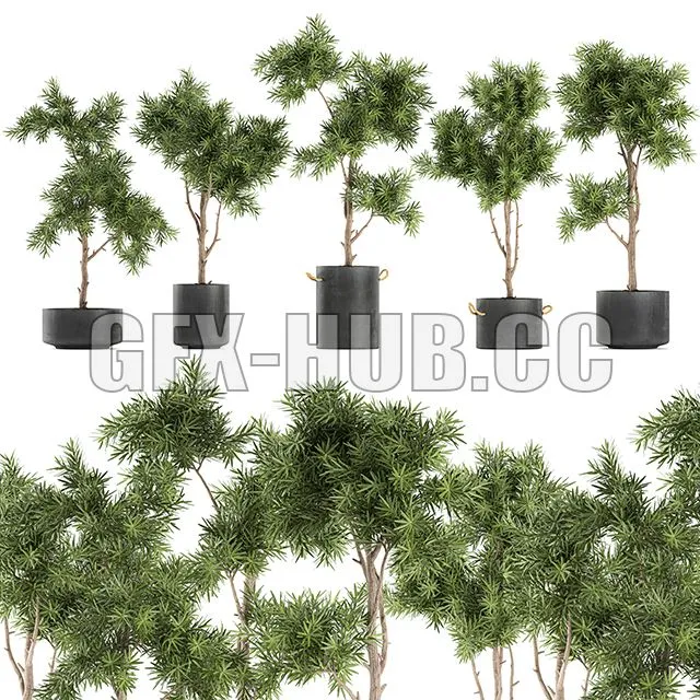 Collection of decorative trees in black pots topiary Set 751 3D Model