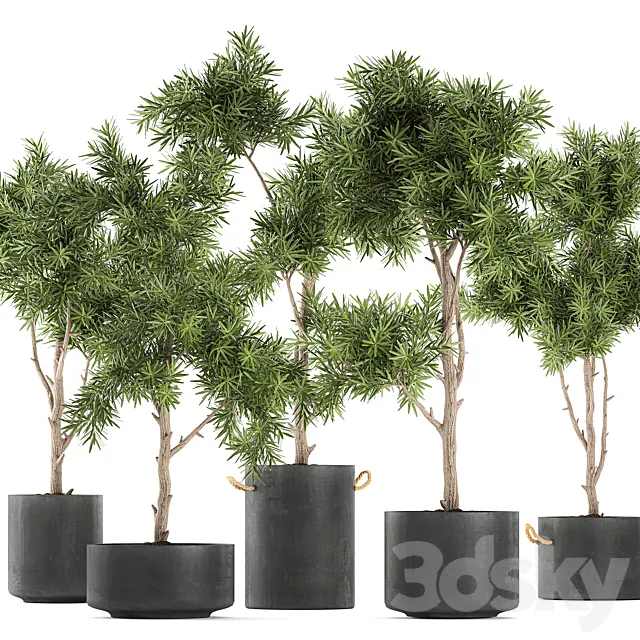 Collection of decorative trees in black pots topiary. Set 751. 3D Model