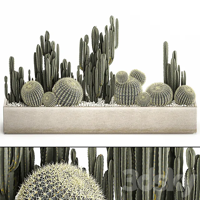 Collection of desert plants in a vase of cacti. cereus and echinocactus. barrel cactus. Set 1097. 3DModel
