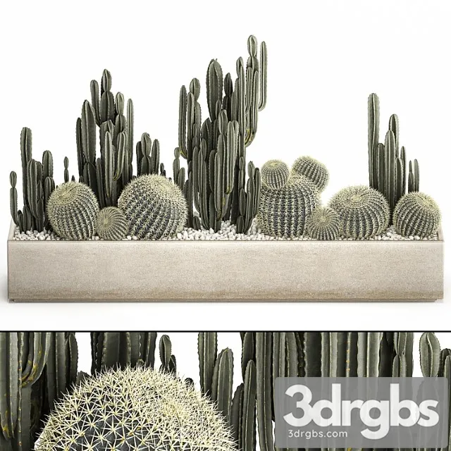 Collection of desert plants in a vase of cacti, cereus and echinocactus, barrel cactus. set 1097. Collection of desert plants in a vase of cacti, cereus and echinocactus, barrel cactus. set 1097.