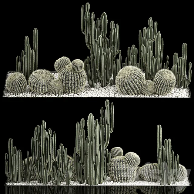 Collection of desert plants with cactus garden Cereus barrel cactus. 1115. 3D Model Collection of desert plants with cactus garden Cereus barrel cactus. 1115. 3D Model
