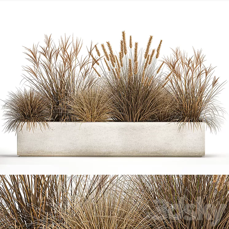 Collection of dried flower plants in a pot of Pampas grass reeds flowerbed landscaping bushes. 1072. 3D Model