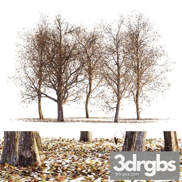 Collection of Dry Autumn Trees 001 3D Model Download Collection of Dry Autumn Trees 001 3D Model Download
