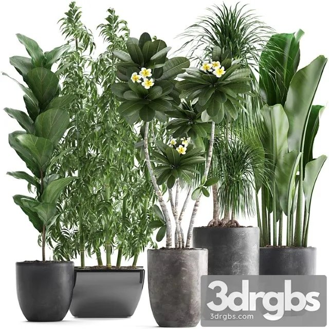 Collection of Exotic Plants in Black Pots and Vases for Decor and Interior with Bamboo Ficus Dracaena Banana Plumeria Bushes Set 311 3D Model Download