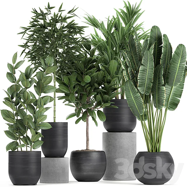 Collection of exotic plants in black pots with Bamboo bush. ficus. palm. banana. Plumeria. Set 715. 3DModel
