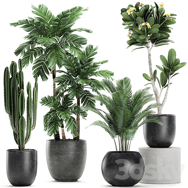 Collection of exotic plants in black pots with palm cariota cactus cereus frangipani tree. Set 678 3D Model