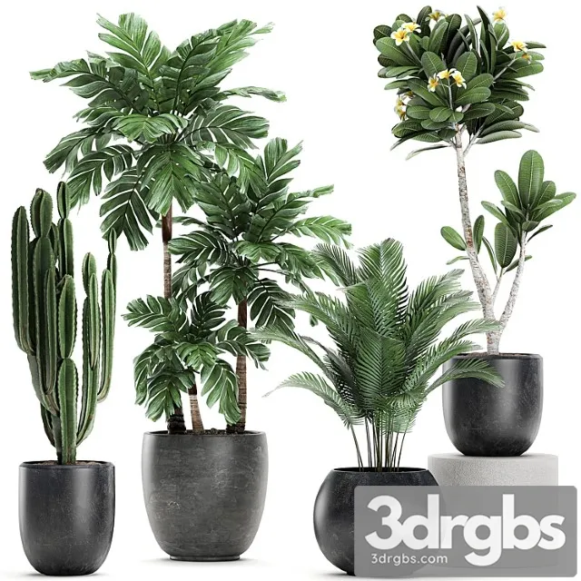 Collection of exotic plants in black pots with palm cariota, cactus cereus, frangipani tree. set 678 Collection of exotic plants in black pots with palm cariota, cactus cereus, frangipani tree. set 678
