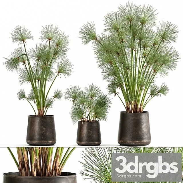 Collection of Exotic Plants in Metal Rusty Pots With Papyrus Syt Cyperus 1048 3D Model Download