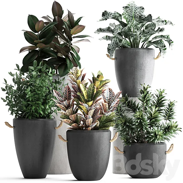 Collection of exotic plants in modern black concrete pots and flowerpots with Ficus robusta alokasia croton dracaena. Set 393 3D Model