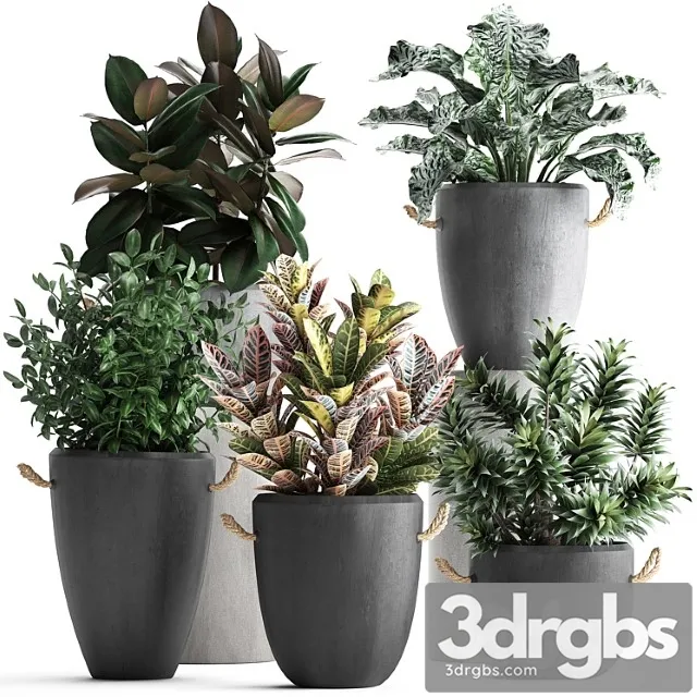 Collection of exotic plants in modern black concrete pots and flowerpots with ficus robusta, alokasia, croton, dracaena. set 393 Collection of exotic plants in modern black concrete pots and flowerpots with ficus robusta, alokasia, croton, dracaena. set 393