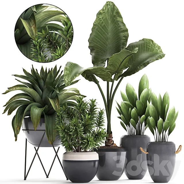 Collection of exotic plants in modern pots and vases with tropical bromelia alokasia dracaena palm grass. Set 395 3D Model