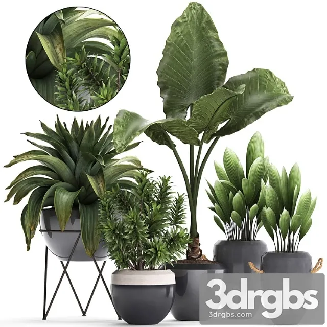 Collection of exotic plants in modern pots and vases with tropical bromelia, alokasia, dracaena, palm grass. set 395 Collection of exotic plants in modern pots and vases with tropical bromelia, alokasia, dracaena, palm grass. set 395