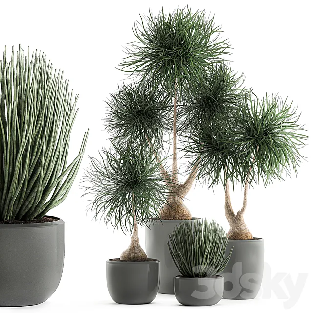 Collection of exotic plants in pots with bent Bokarnea Dracaena Sansevieria desert plants. Set 540. 3D Model Collection of exotic plants in pots with bent Bokarnea Dracaena Sansevieria desert plants. Set 540. 3D Model