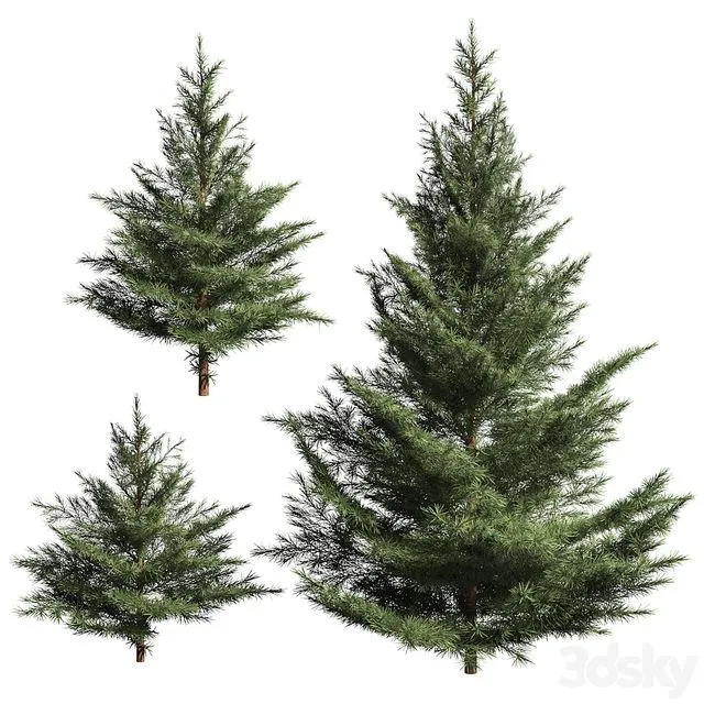 Collection of firs. 3 3D Model