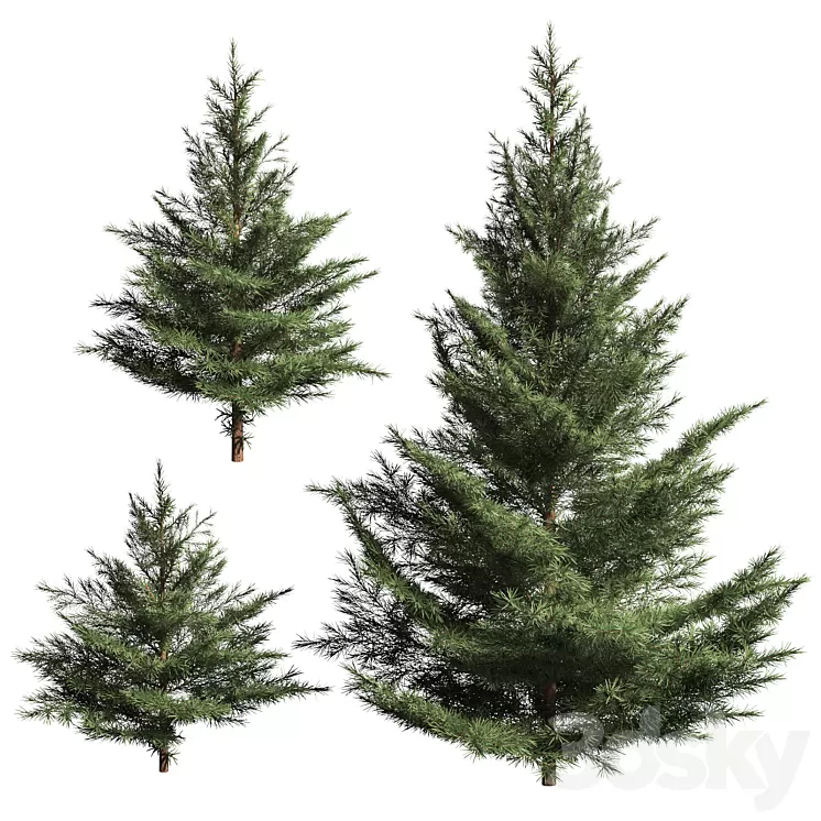 Collection of firs. 3 models 3D Model Free Download
