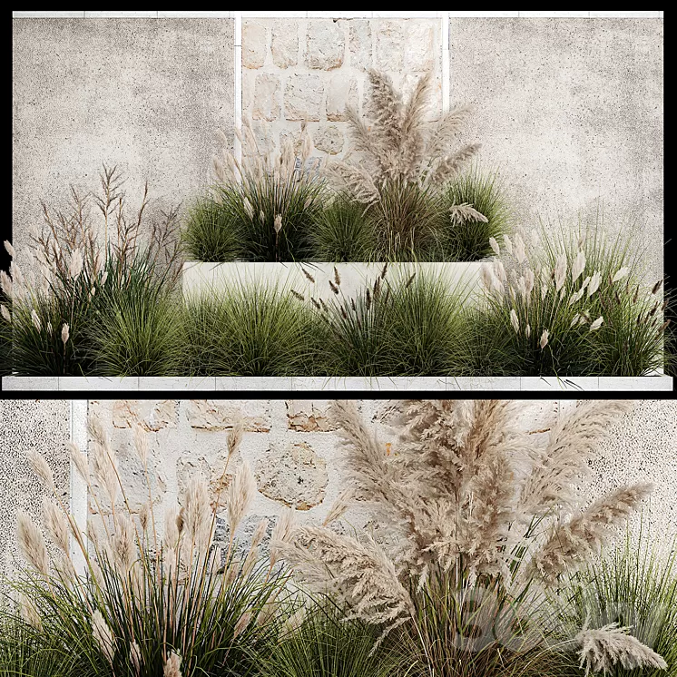 Collection of flowerbed plants and bushes with grass for landscaping pampas grass cortaderia and white reeds. 1126. 3D Model Free Download Collection of flowerbed plants and bushes with grass for landscaping pampas grass cortaderia and white reeds. 1126. 3D Model Free Download
