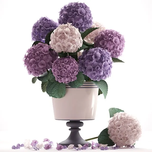 Collection of flowers 55. Hydrangea blue flowers 3D Model Collection of flowers 55. Hydrangea blue flowers 3D Model